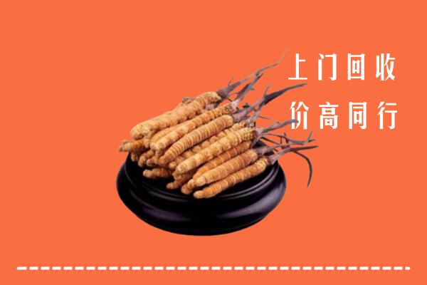 高价求购：阳东区回收散虫草